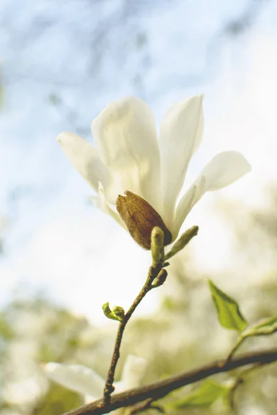 Bloeiende Magnolia Het Park Het Voorjaar — Stockfoto