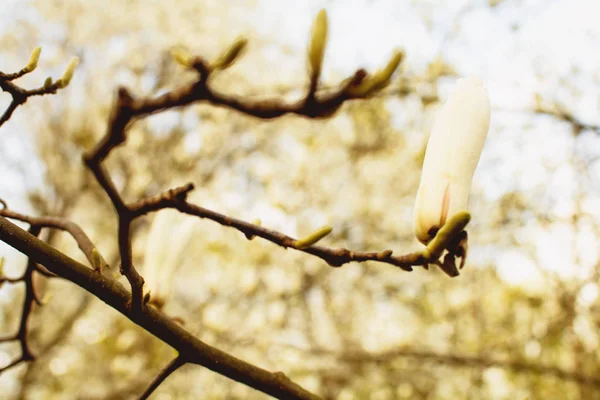 İlkbaharda parkta çiçek açan manolya