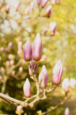 İlkbaharda parkta çiçek açan manolya