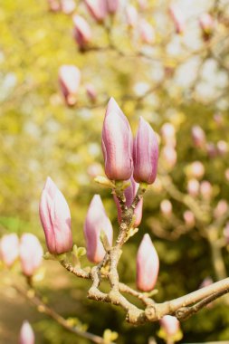 İlkbaharda parkta çiçek açan manolya