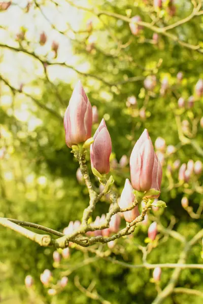Цветущие Магнолии Парке Весной — стоковое фото
