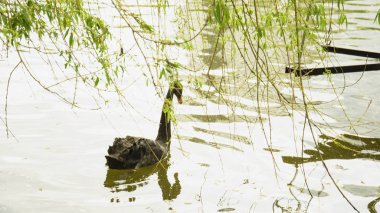 Vahşi siyah Swans gölet üzerinde istirahat