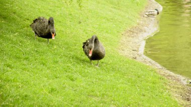 Vahşi siyah Swans gölet üzerinde istirahat