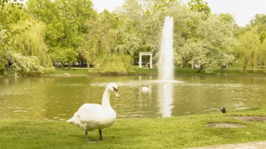 Vahşi beyaz kuğu gölet üzerinde dinlenme