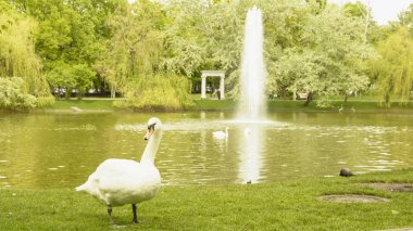 Vahşi beyaz kuğu gölet üzerinde dinlenme