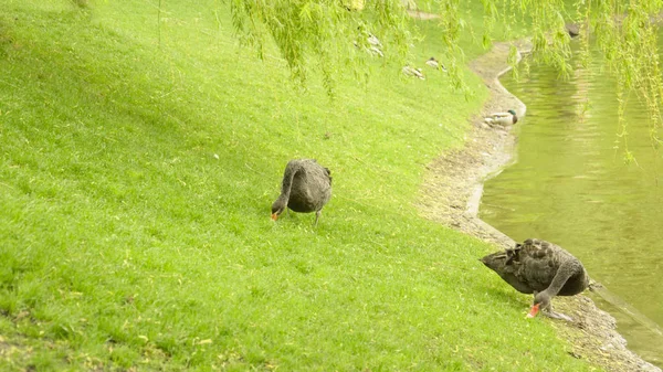 Cisnes Negros Salvajes Descansando Estanque — Foto de Stock