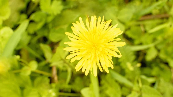 Κίτρινο Λουλούδι Χωράφι Κοντινό Πλάνο — Φωτογραφία Αρχείου