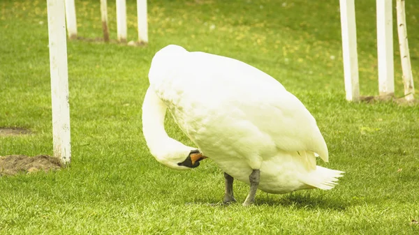 野生の白い白鳥が池で休んでいる — ストック写真