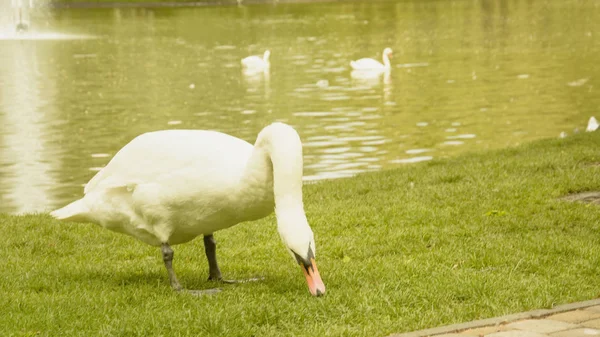 野生の白い白鳥が池で休んでいる — ストック写真