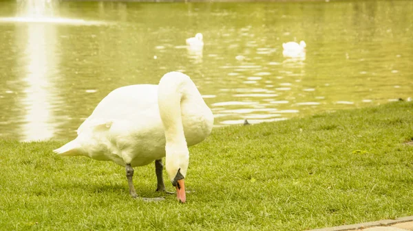 Vahşi Beyaz Kuğu Gölet Üzerinde Dinlenme — Stok fotoğraf