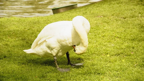 野生の白い白鳥が池で休んでいる — ストック写真