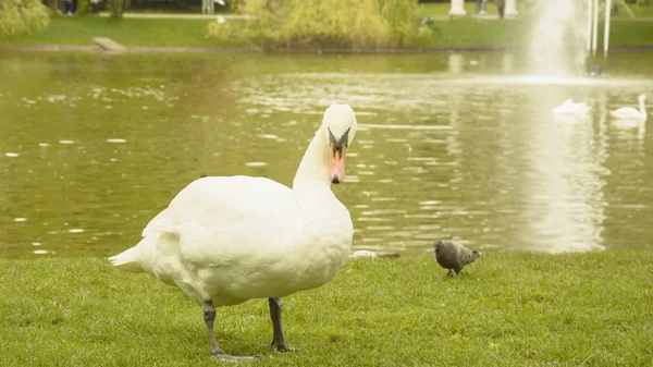 Дикие Белые Лебеди Отдыхающие Пруду — стоковое фото