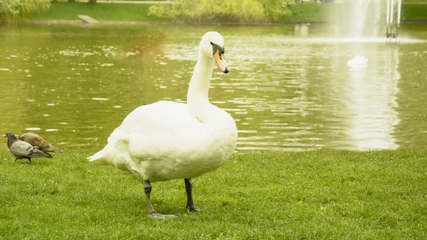 野生の白い白鳥が池で休んでいる — ストック写真