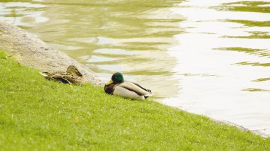 Vahşi ördekler gölet üzerinde dinleniyor