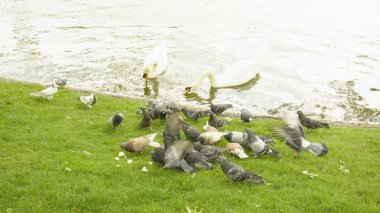 Vahşi beyaz kuğu gölet üzerinde dinlenme