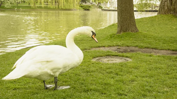 Cisnes Brancos Selvagens Descansando Lagoa — Fotografia de Stock