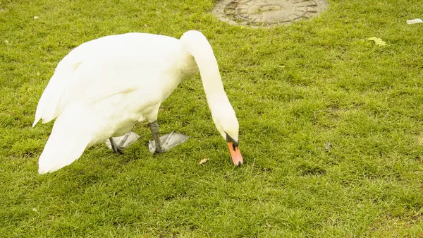 野生の白い白鳥が池で休んでいる — ストック写真