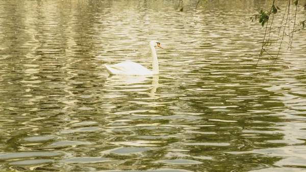 Wilde Weiße Schwäne Ruhen Auf Dem Teich — Stockfoto