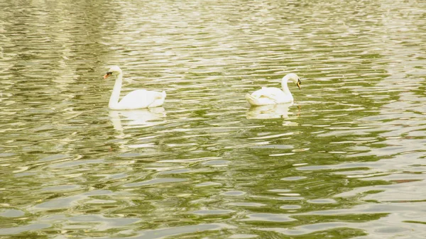 Wilde Weiße Schwäne Ruhen Auf Dem Teich — Stockfoto