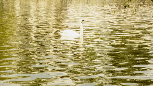 在池塘上休息的野生白天鹅 — 图库照片