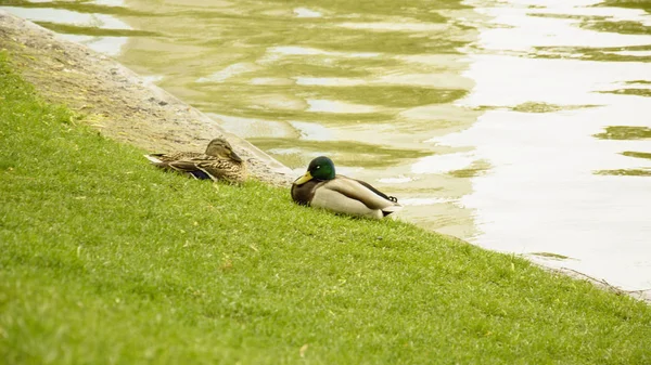 Patos Selvagens Estão Descansando Lagoa — Fotografia de Stock