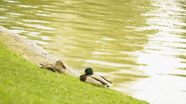 Vahşi Ördekler Gölet Üzerinde Dinleniyor — Stok fotoğraf