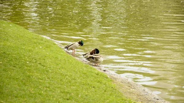 Patos Selvagens Estão Descansando Lagoa — Fotografia de Stock