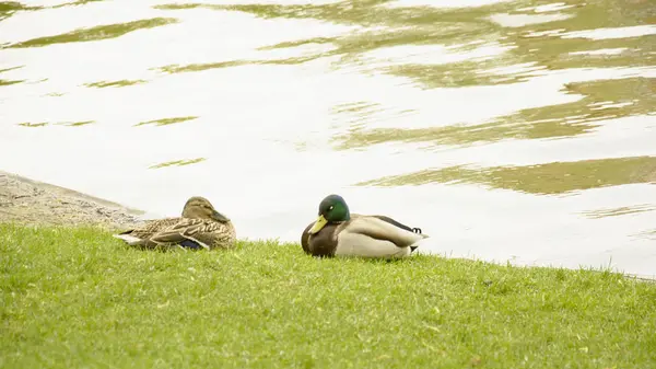 野鸭在池塘上休息 — 图库照片