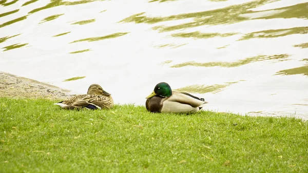 Patos Selvagens Estão Descansando Lagoa — Fotografia de Stock