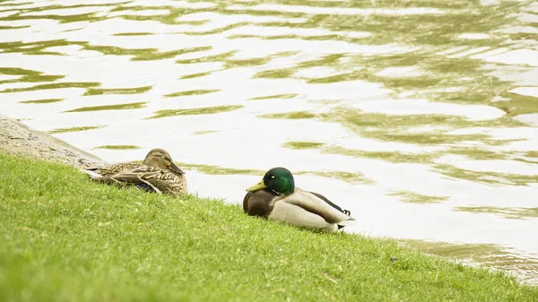 Wild Ducks Resting Pond — Stock Photo, Image
