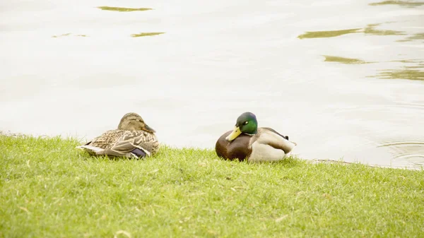 Patos Selvagens Estão Descansando Lagoa — Fotografia de Stock