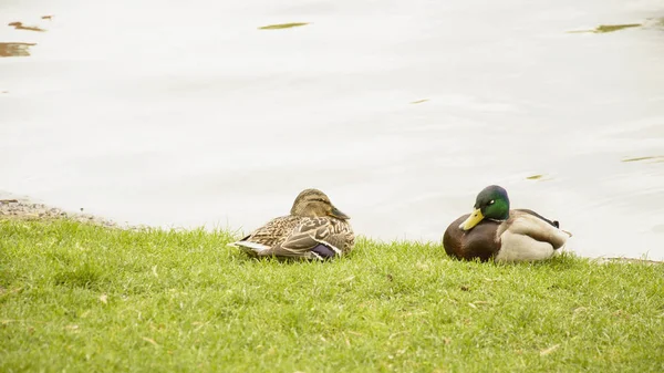 Patos Selvagens Estão Descansando Lagoa — Fotografia de Stock