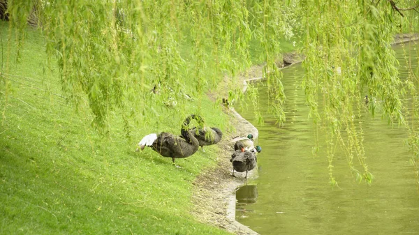 Vahşi Siyah Swans Gölet Üzerinde Istirahat — Stok fotoğraf