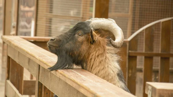 Chèvre Domestique Zoo — Photo