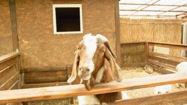 Hayvanat bahçesinde evcil keçiler