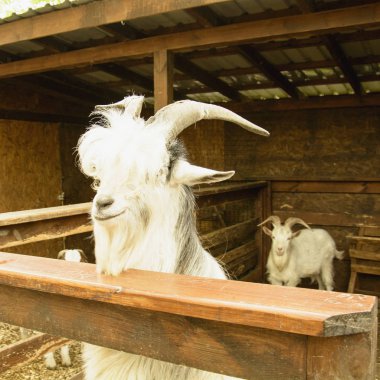 Hayvanat bahçesinde evcil keçi