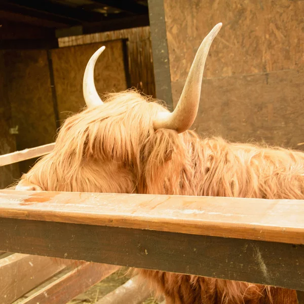 Vache Domestique Écossaise Zoo — Photo
