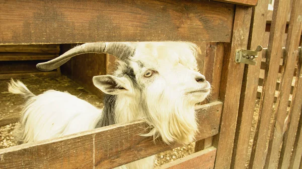 Chèvre Domestique Zoo — Photo