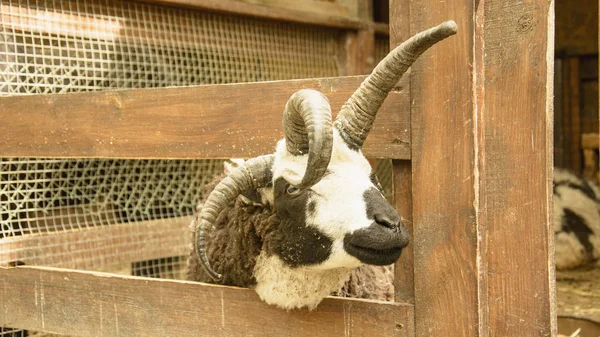 Domowe Owce Zoo — Zdjęcie stockowe