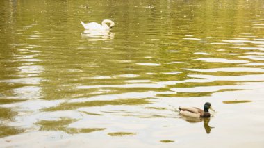 Vahşi kuğular gölette yüzer.