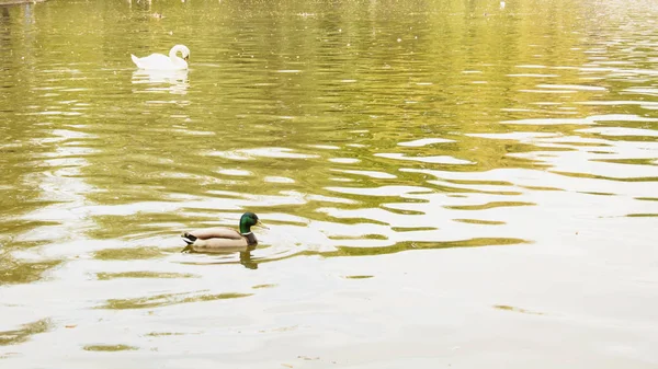 Wildenten Schwimmen Teich — Stockfoto