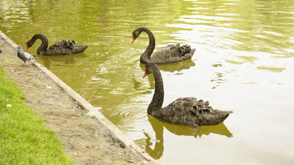 Wild swans swim in the pond