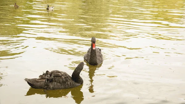 Wild swans swim in the pond