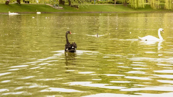 Wild Swans Swim Pond — Stock Photo, Image