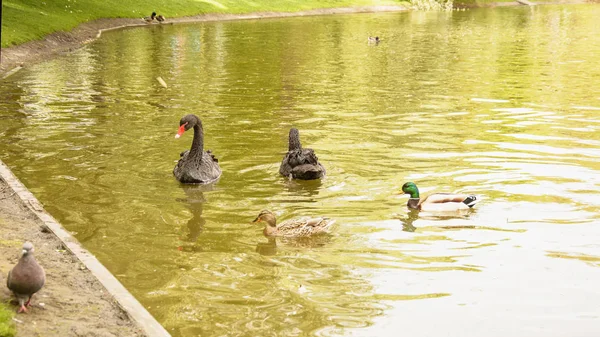 Wildschwäne Schwimmen Teich — Stockfoto