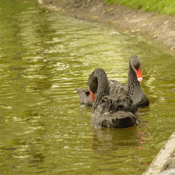 Wild swans swim in the pond