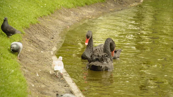 Дикие Лебеди Плавают Пруду — стоковое фото