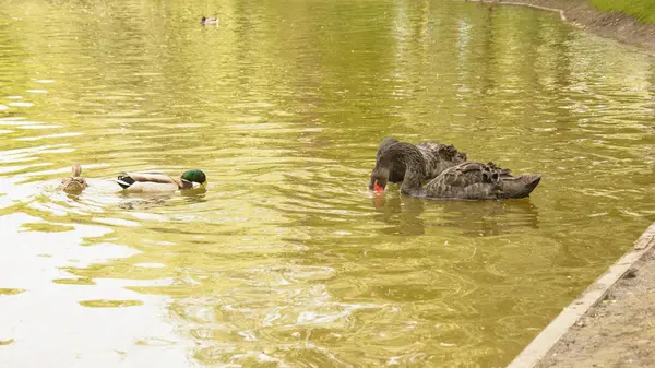 Wildschwäne Schwimmen Teich — Stockfoto