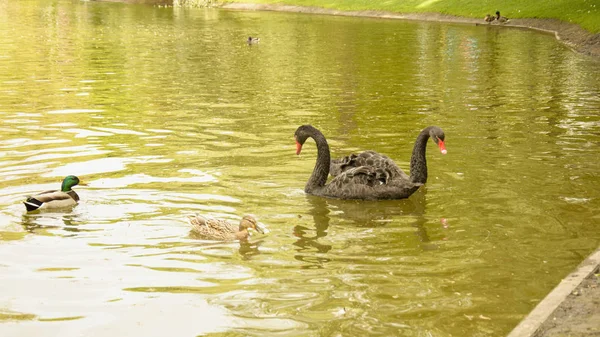 Wild swans swim in the pond