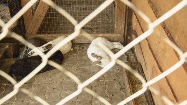 Kafeste çiftlik tavşanı